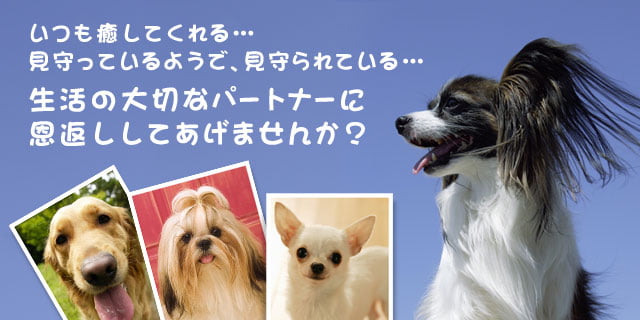 いつも癒してくれる… 見守っているようで、見守られている… 生活の大切なパートナーに恩返ししてあげませんか？