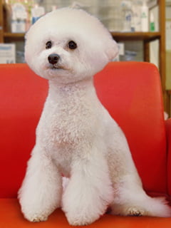 犬の写真