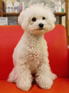 犬の写真