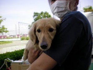 Dog care project 　抱っこ♥