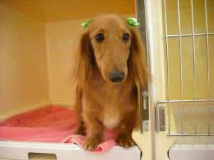 ハルです✿