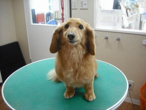茶枇です✿