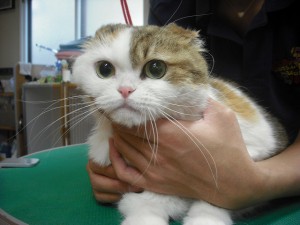 さくらだよ☆
