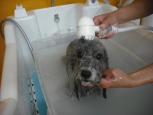 これが気持ちいいの☆