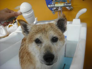 お風呂が気持いいの☆