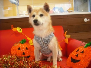 世間はハロウインなのですかねぇ？