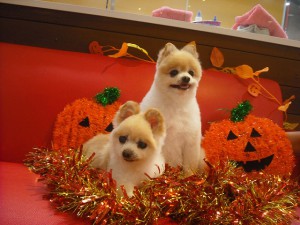 ハロウイン仕様でおすまし☆