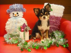 ハロウインの次はクリスマス？賑やかねっ☆