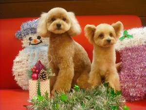 お家でもお店でもとっても仲良し❤