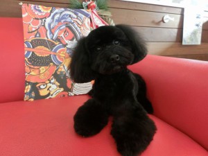 こちらこそヨロシクでし♪