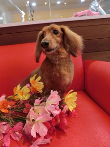お花が似合う男の子♪