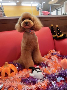 今年も来ましたねっ！ハロウィン♪