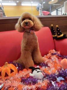 今年も来ましたねっ！ハロウィン♪