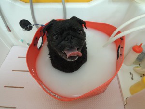 気持ち良いす～♪