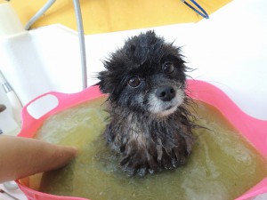 そしてハーブ湯♪