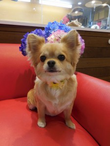 ぜ～んぜん笑ってくれないチョビちゃん。。。