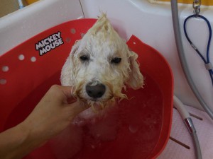 重炭酸泉気持ちい