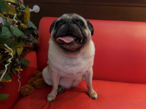 犬も人も女の方が強いよね♡
