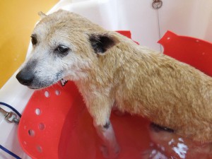 シュワシュワ気持ちいい