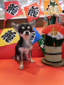 ショコラちゃん♪今年もよろしくね☆