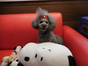 モモちゃん